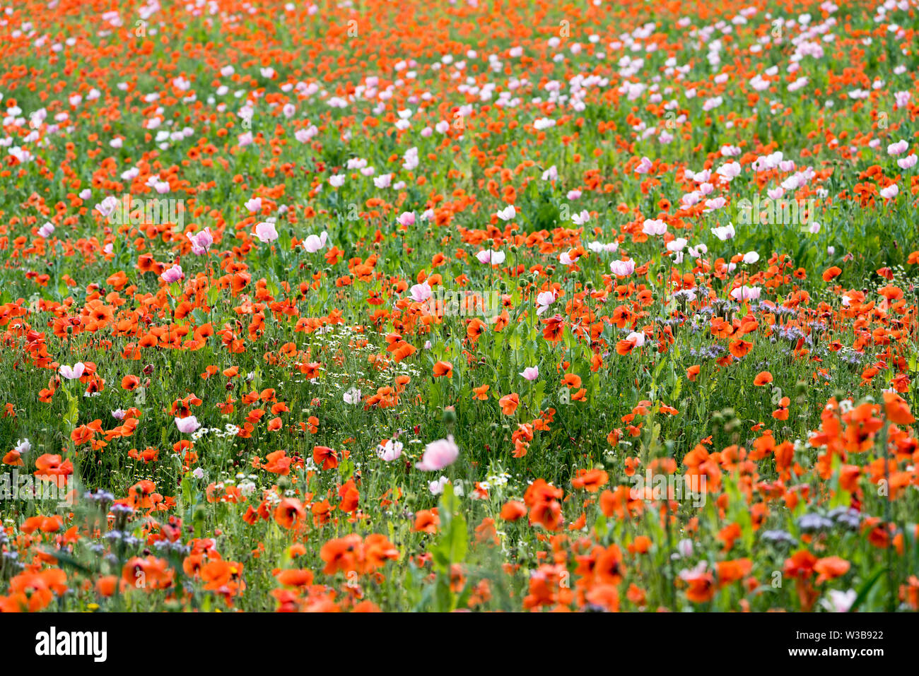 I campi di fiori selvatici, Germerode, Werra-Meissner distretto, Hesse, Germania Foto Stock I campi di fiori selvatici, Germerode, Werra-Meissner distretto, Hesse, Germania Foto Stock