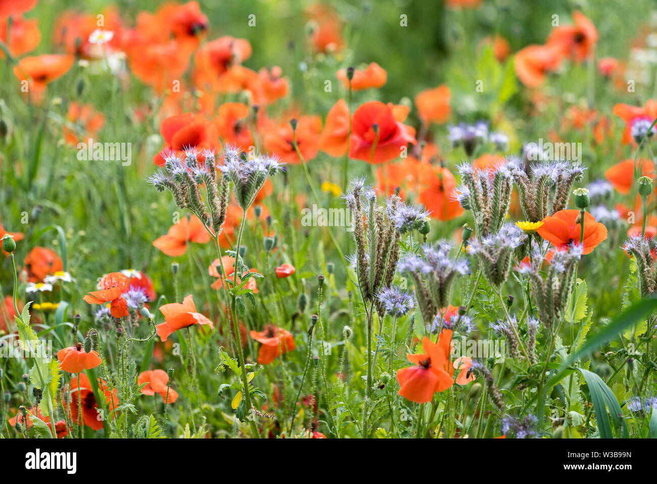 I campi di fiori selvatici, Germerode, Werra-Meissner distretto, Hesse, Germania Foto Stock I campi di fiori selvatici, Germerode, Werra-Meissner distretto, Hesse, Germania Foto Stock