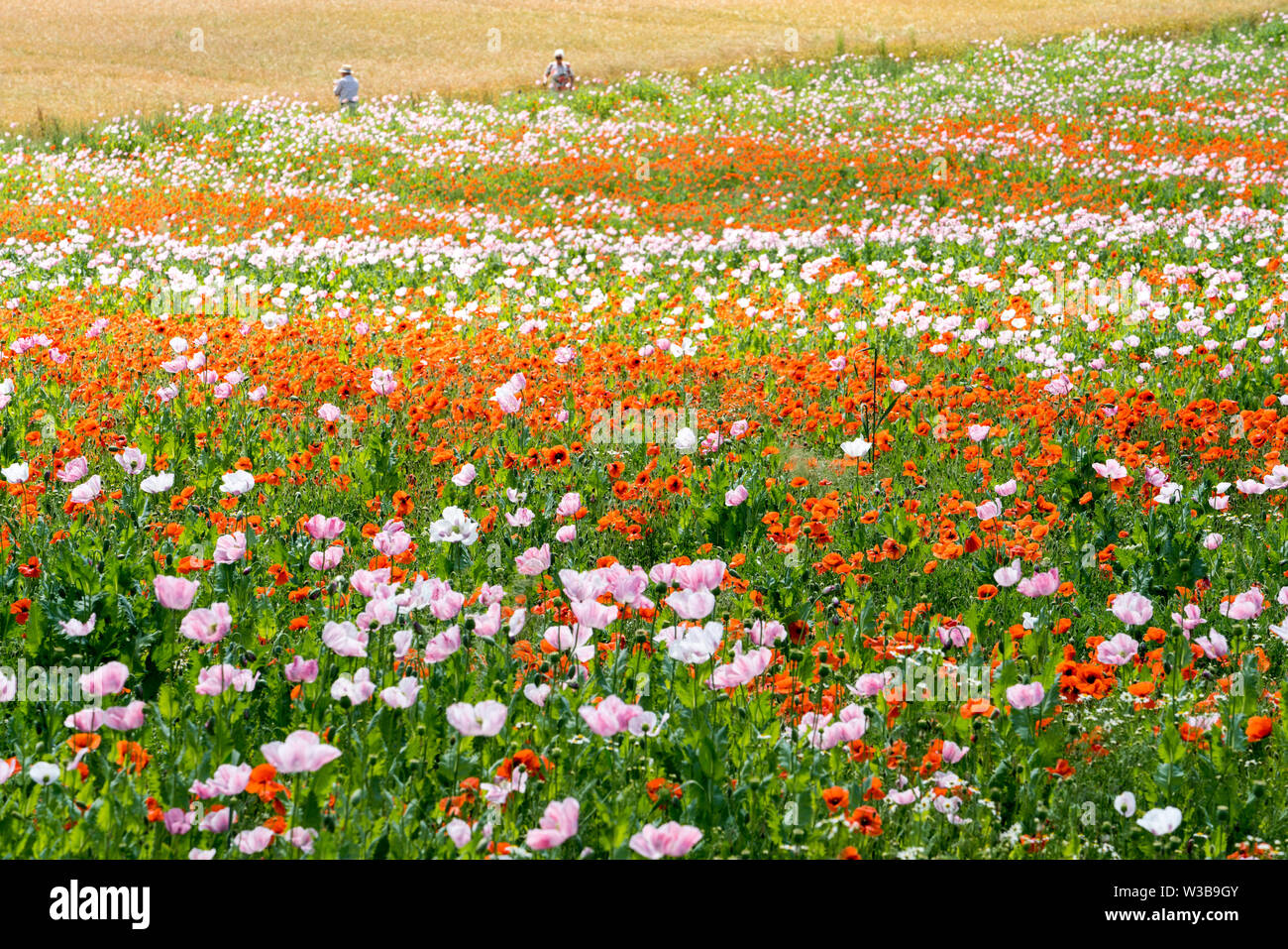 Di papavero da oppio e papavero rosso campo, Germerode, Werra-Meissner distretto, Hesse, Germania Foto Stock Di papavero da oppio e papavero rosso campo, Germerode, Werra-Meissner distretto, Hesse, Germania Foto Stock