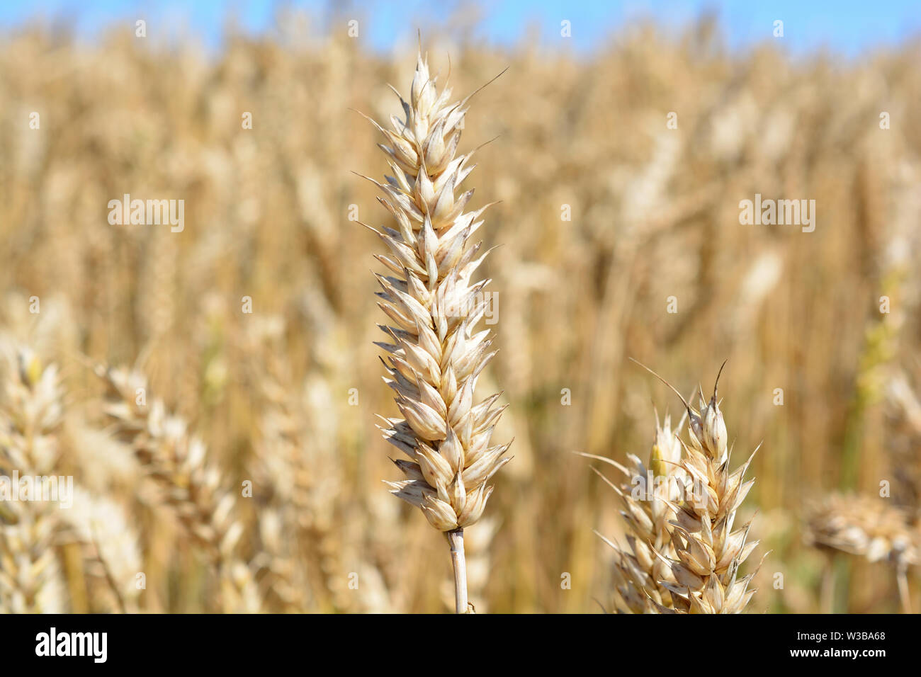 Primo piano su un orecchio maturo di grano nel campo Paese Foto Stock