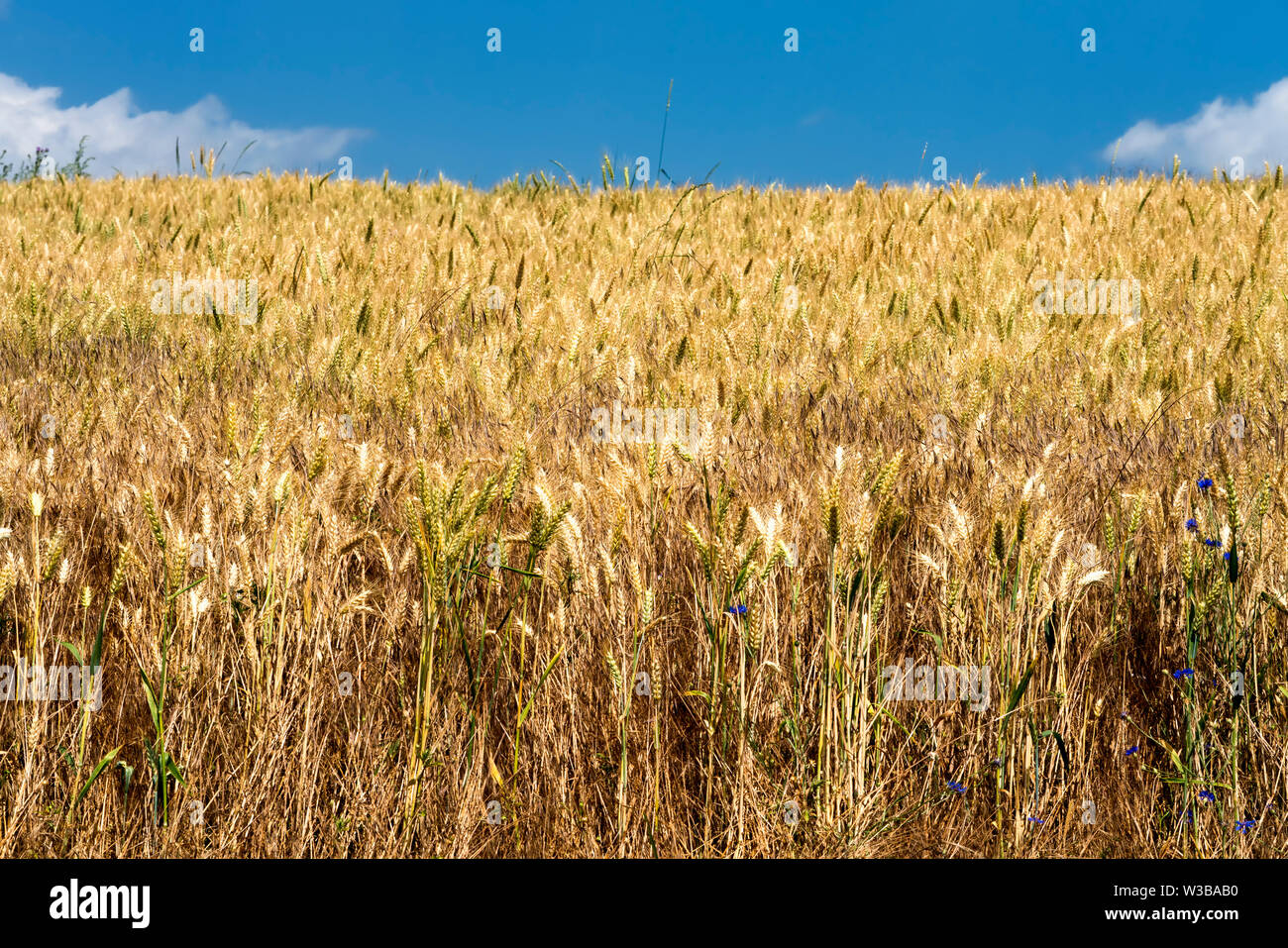 Campo di triticale, un ibrido di grano (Triticum) e di segala (secale) Foto Stock