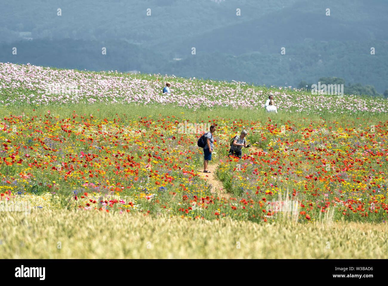 Papavero campo, Germerode, Werra-Meissner distretto, Hesse, Germania Foto Stock Papavero campo, Germerode, Werra-Meissner distretto, Hesse, Germania Foto Stock