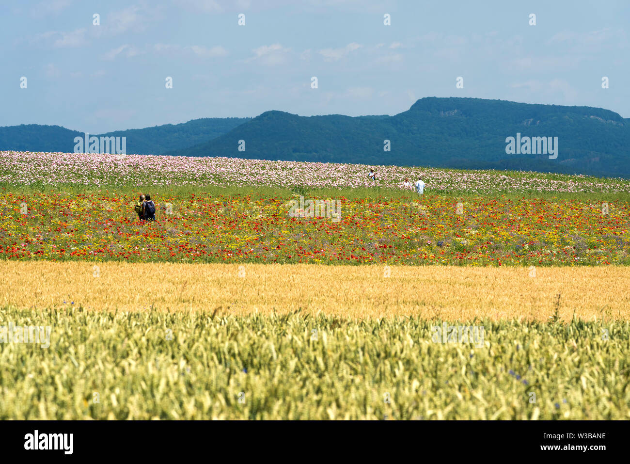 Papavero campo, Germerode, Werra-Meissner distretto, Hesse, Germania Foto Stock Papavero campo, Germerode, Werra-Meissner distretto, Hesse, Germania Foto Stock
