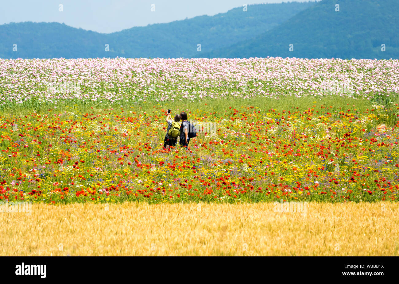 Papavero campo, Germerode, Werra-Meissner distretto, Hesse, Germania Foto Stock Papavero campo, Germerode, Werra-Meissner distretto, Hesse, Germania Foto Stock