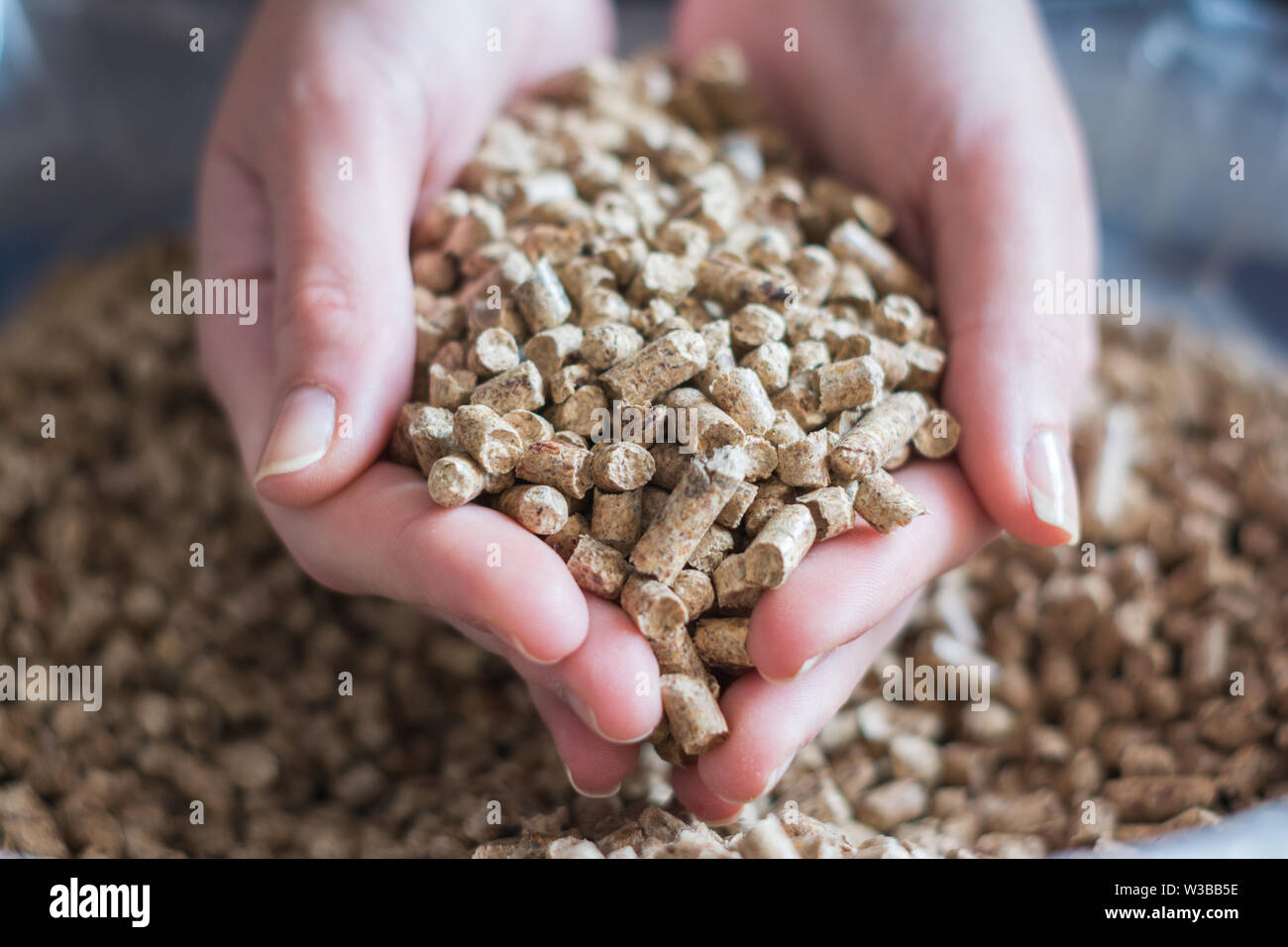 Cumulo di legno naturale pellet per riscaldamento in le mani delle donne. Eco concetto energetico, bio-carburante Foto Stock