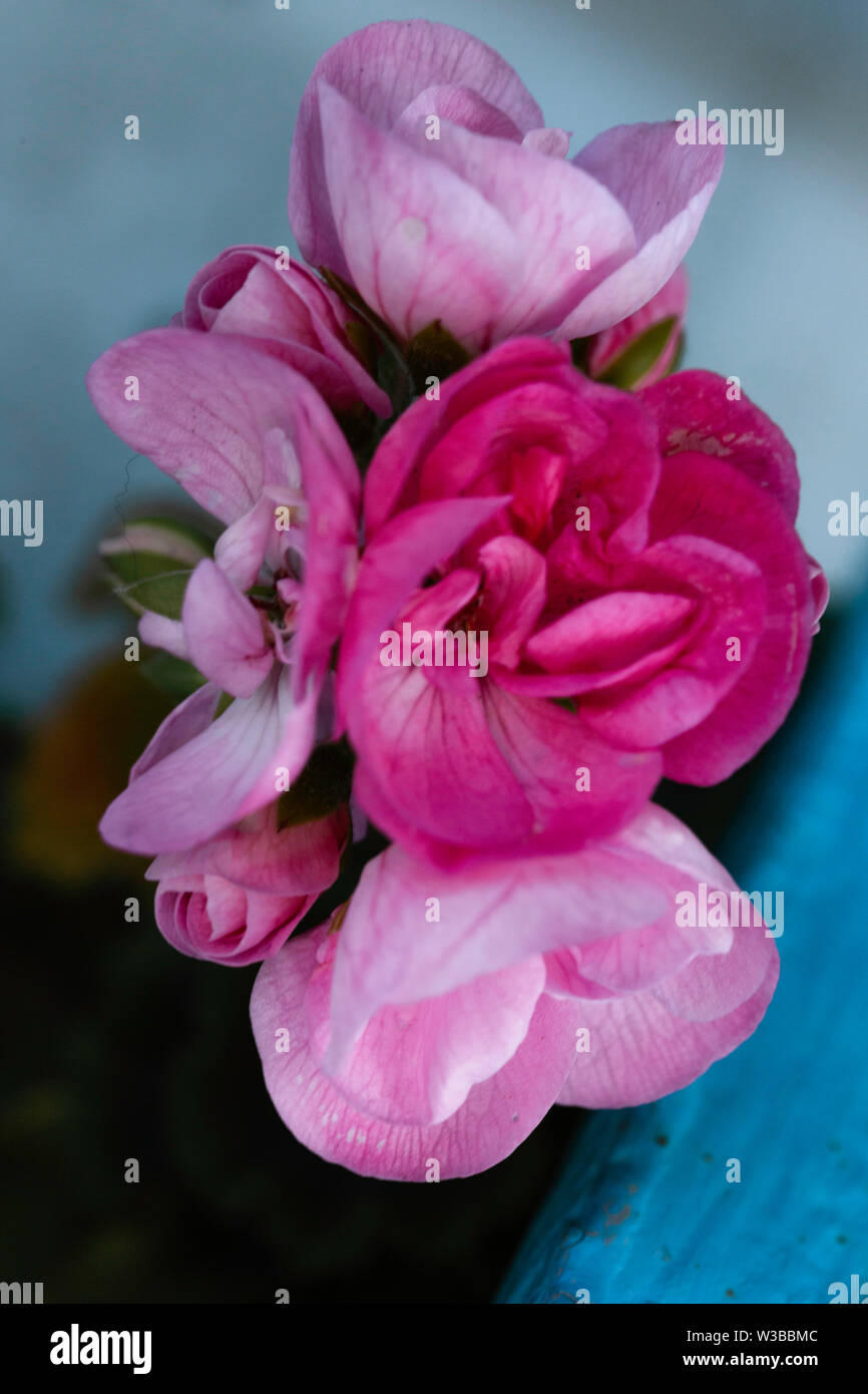 Rhodotendron fiore nei colori rosa Foto Stock