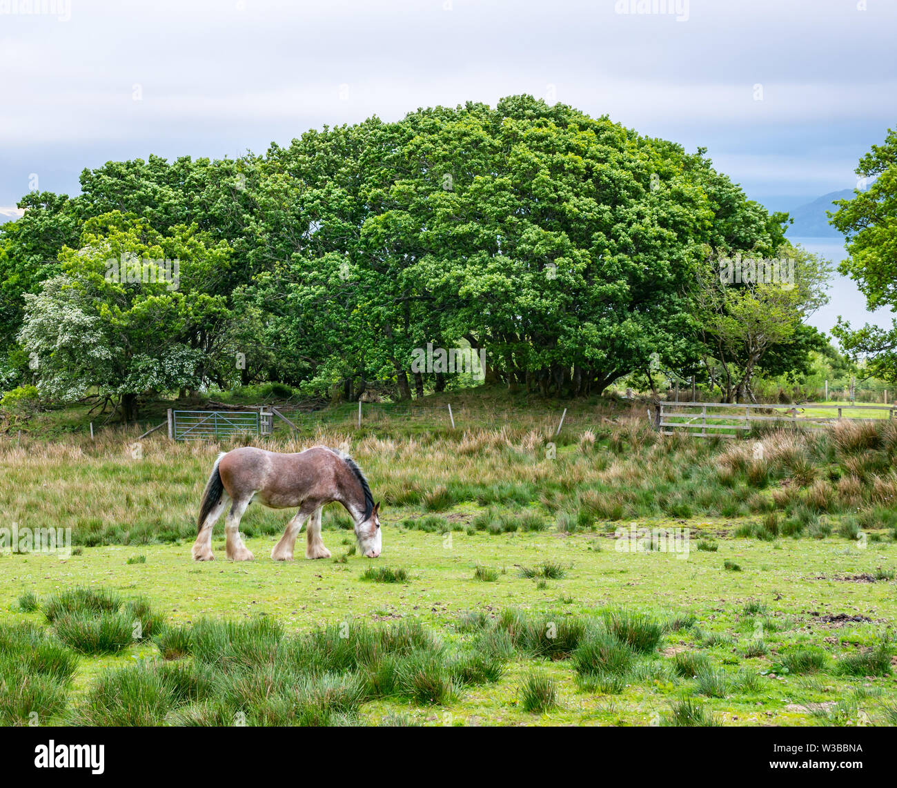 Cavallo Clydesdale munching erba nel campo, Ardvasar, Sleat Peninsula, Isola di Skye, Highlands scozzesi, Scotland, Regno Unito Foto Stock