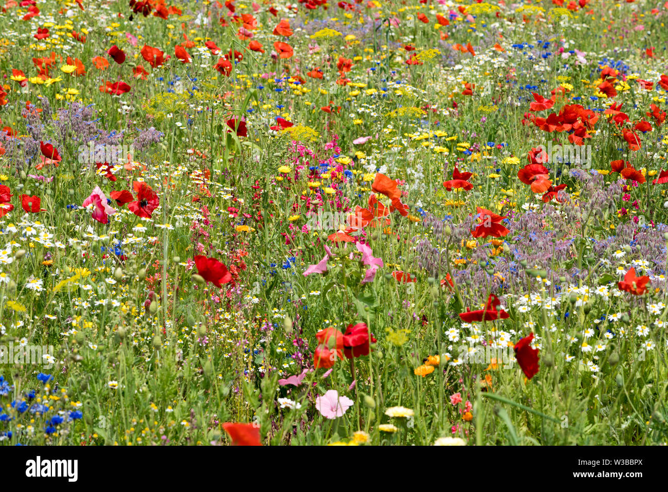 I campi di fiori selvatici, Germerode, Werra-Meissner distretto, Hesse, Germania Foto Stock I campi di fiori selvatici, Germerode, Werra-Meissner distretto, Hesse, Germania Foto Stock