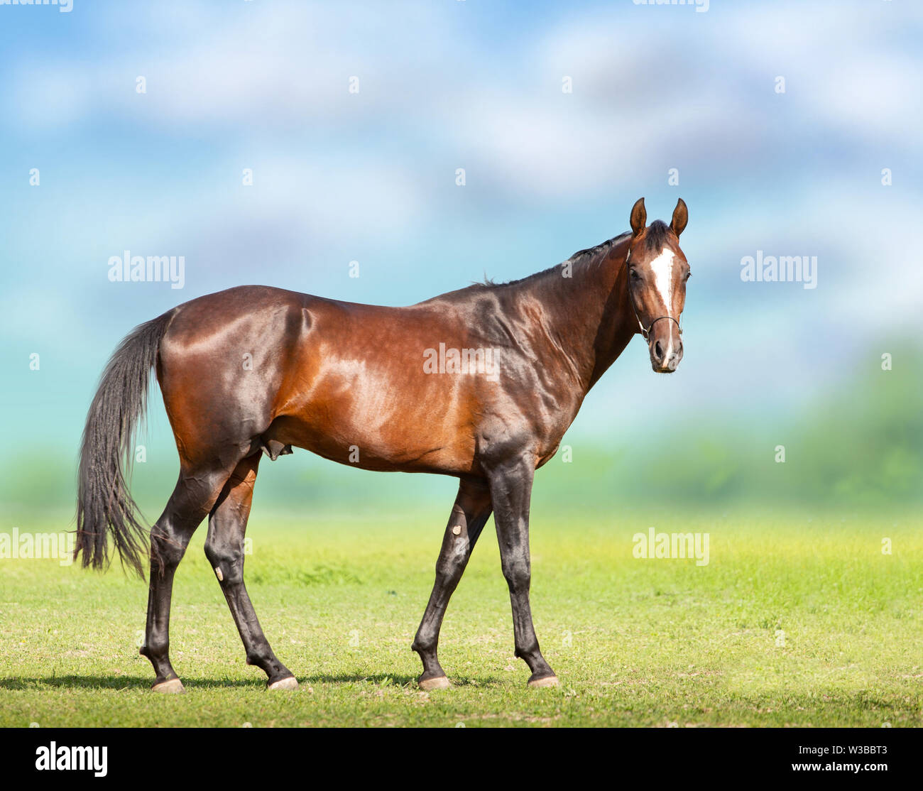 Bay Akhal-Teke cavalli sul background del campo Foto Stock