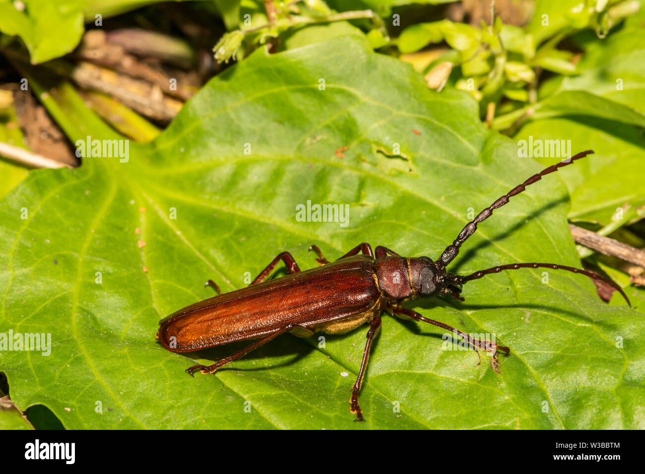 Brown Prionid Beetle (Orthosoma brunneum) Foto Stock