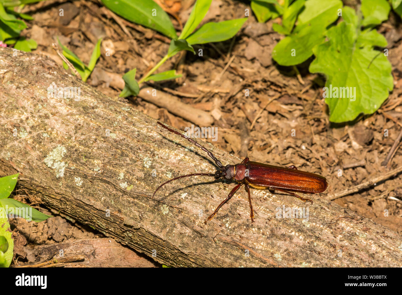 Brown Prionid Beetle (Orthosoma brunneum) Foto Stock