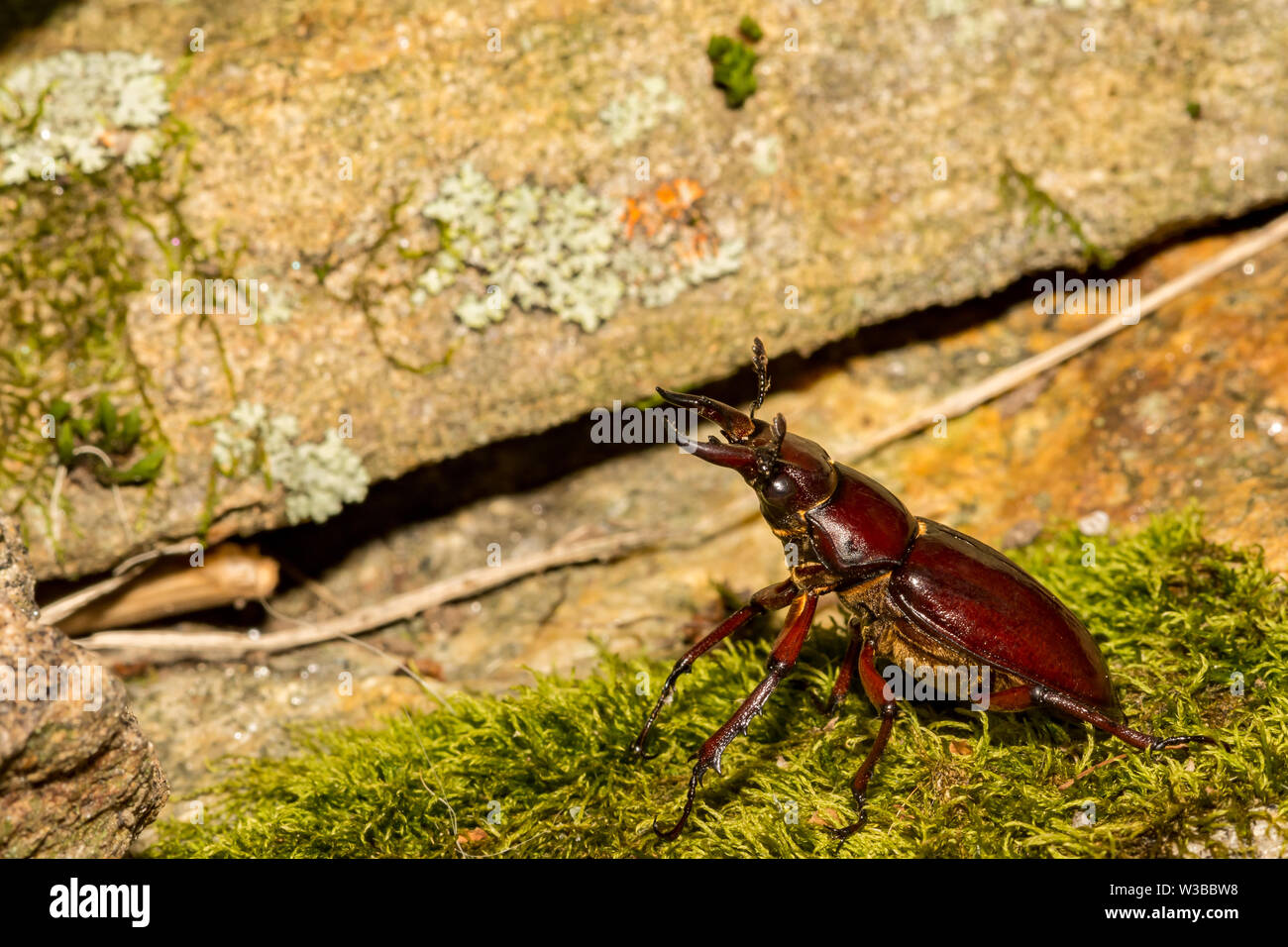 Marrone rossastro Stag Beetle (Lucanus capreolus) Foto Stock