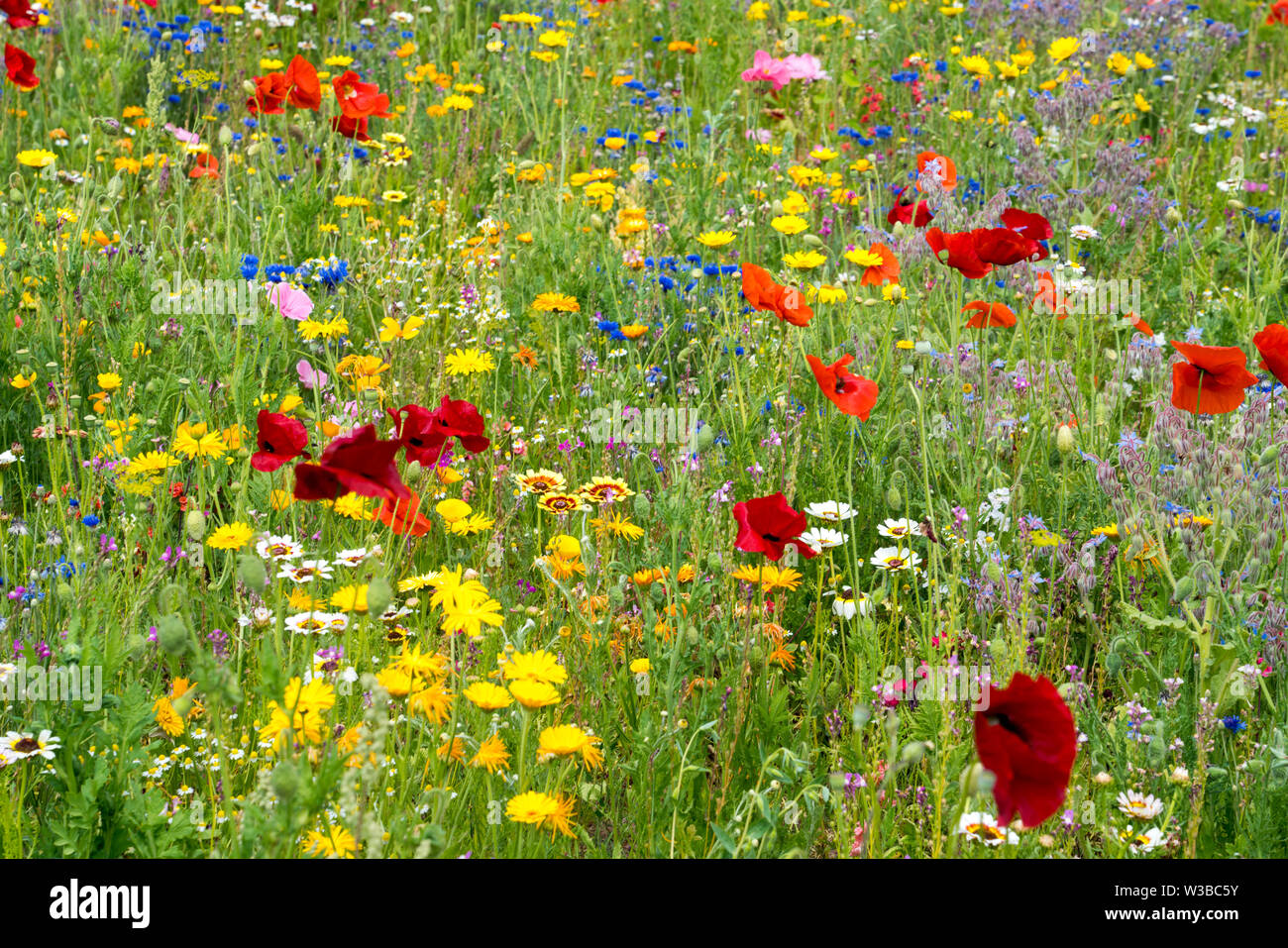 I campi di fiori selvatici, Germerode, Werra-Meissner distretto, Hesse, Germania Foto Stock I campi di fiori selvatici, Germerode, Werra-Meissner distretto, Hesse, Germania Foto Stock