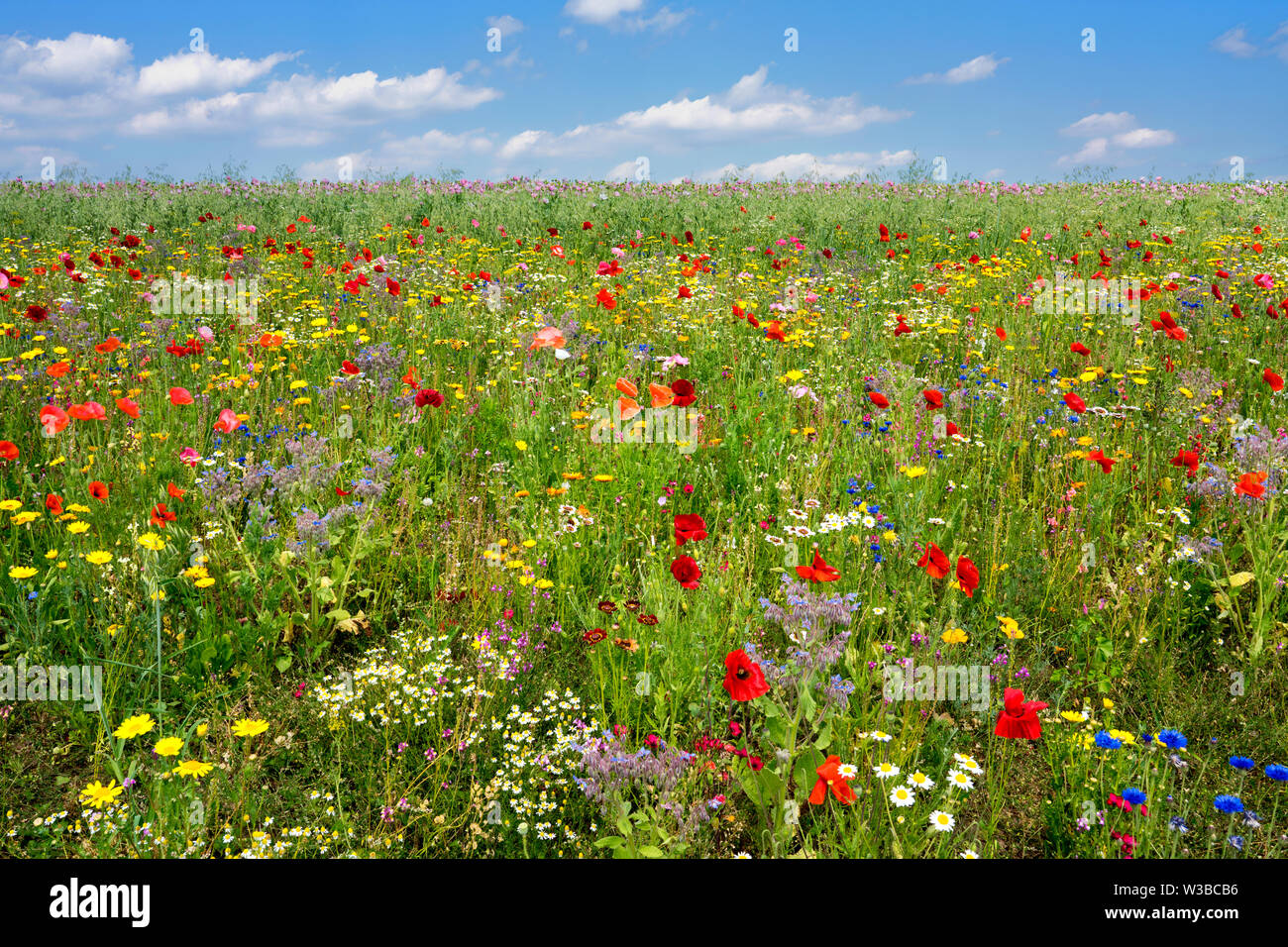 I campi di fiori selvatici, Germerode, Werra-Meissner distretto, Hesse, Germania Foto Stock I campi di fiori selvatici, Germerode, Werra-Meissner distretto, Hesse, Germania Foto Stock