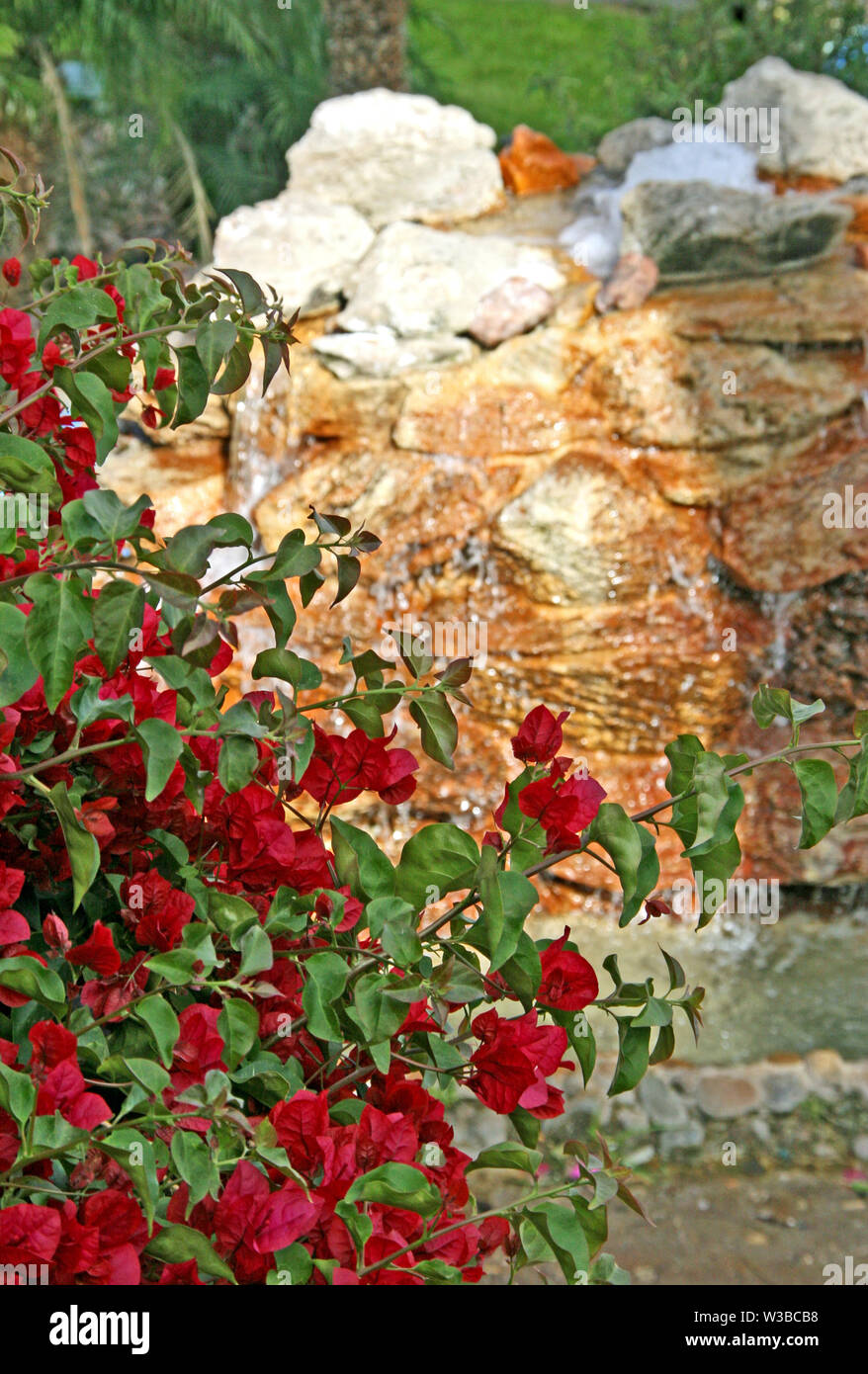 Rocce colorate con vitigni di bougainvillea foglie colorate di rosso Foto Stock