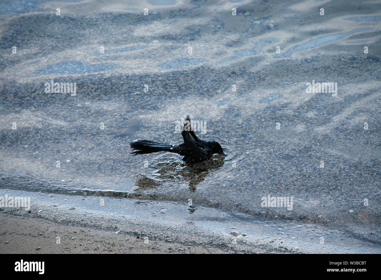 Raven spruzzi di balneazione in acqua Foto Stock