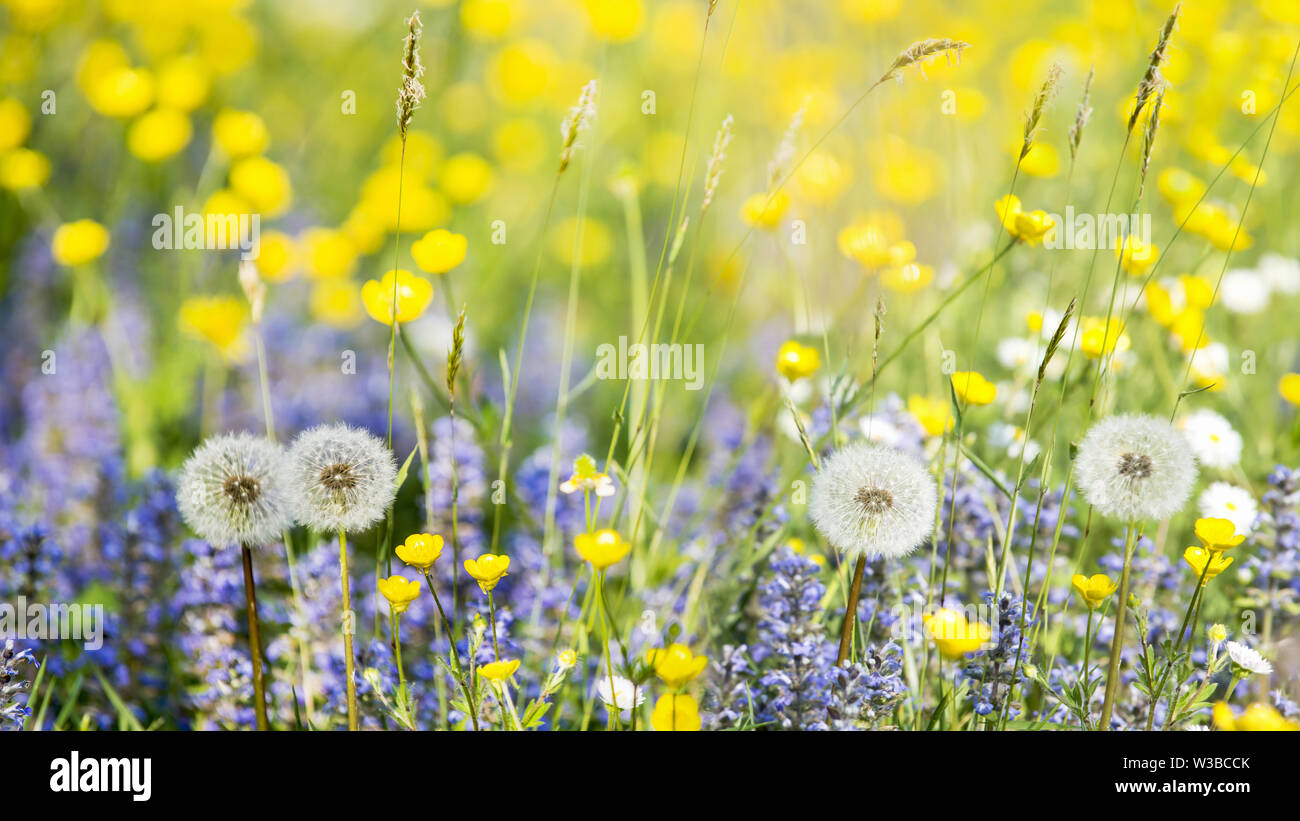 Primavera fiorita immagini e fotografie stock ad alta risoluzione - Alamy