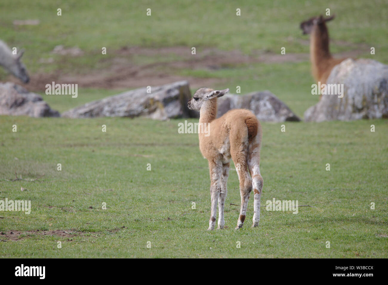 Carino marrone chiaro llama puledro in piedi su un campo verde Foto Stock