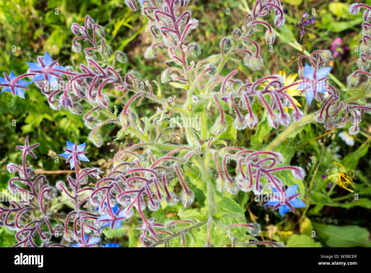 Borragine, borragine officinalis, starflower Foto Stock