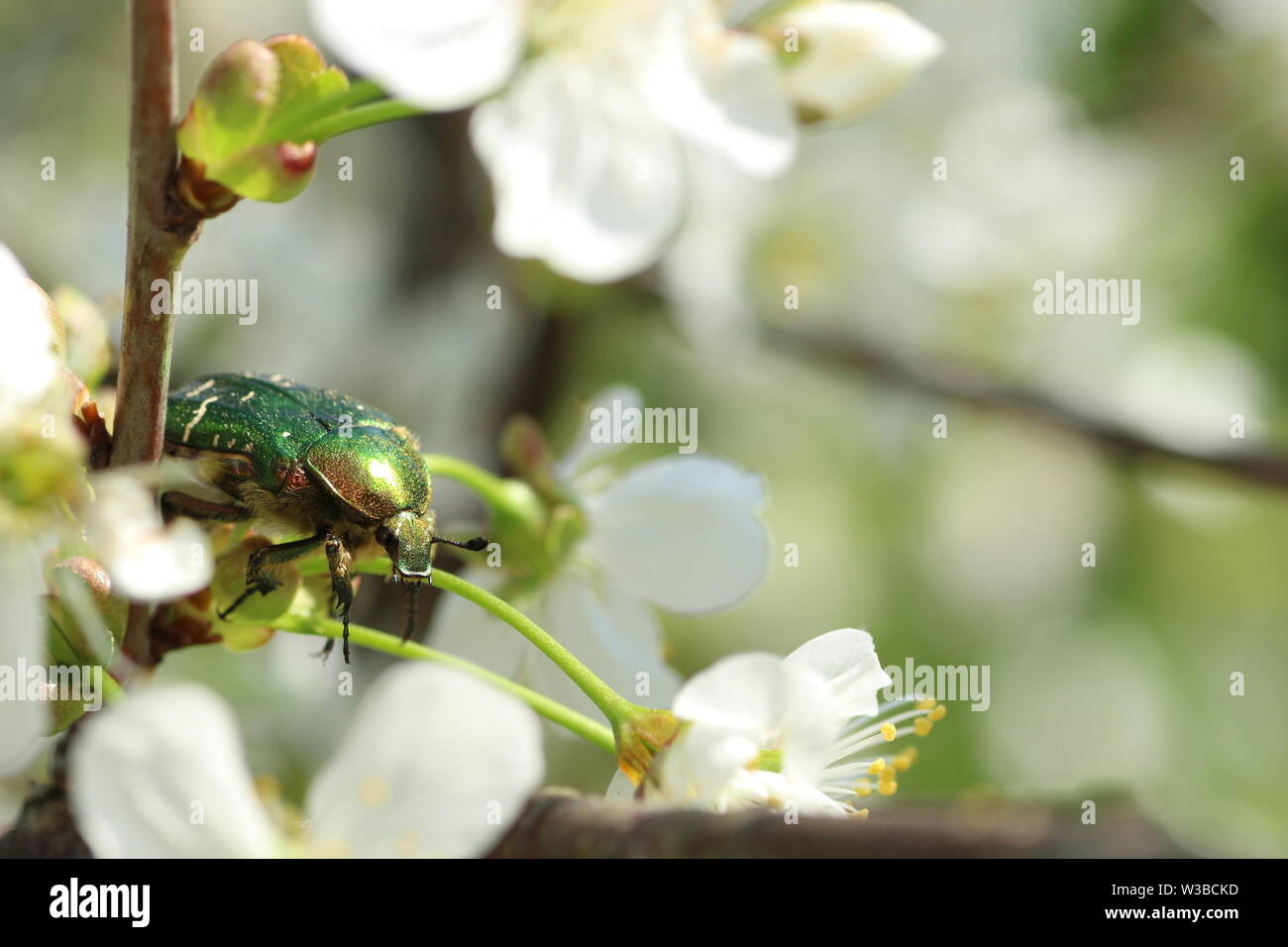 Coleottero verde, rosa chafer, Cetonia aurata su fiori bianchi Foto Stock