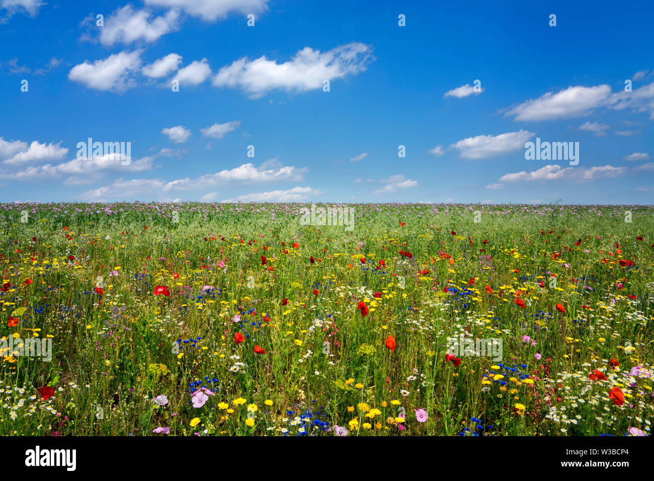 I campi di fiori selvatici, Germerode, Werra-Meissner distretto, Hesse, Germania Foto Stock I campi di fiori selvatici, Germerode, Werra-Meissner distretto, Hesse, Germania Foto Stock