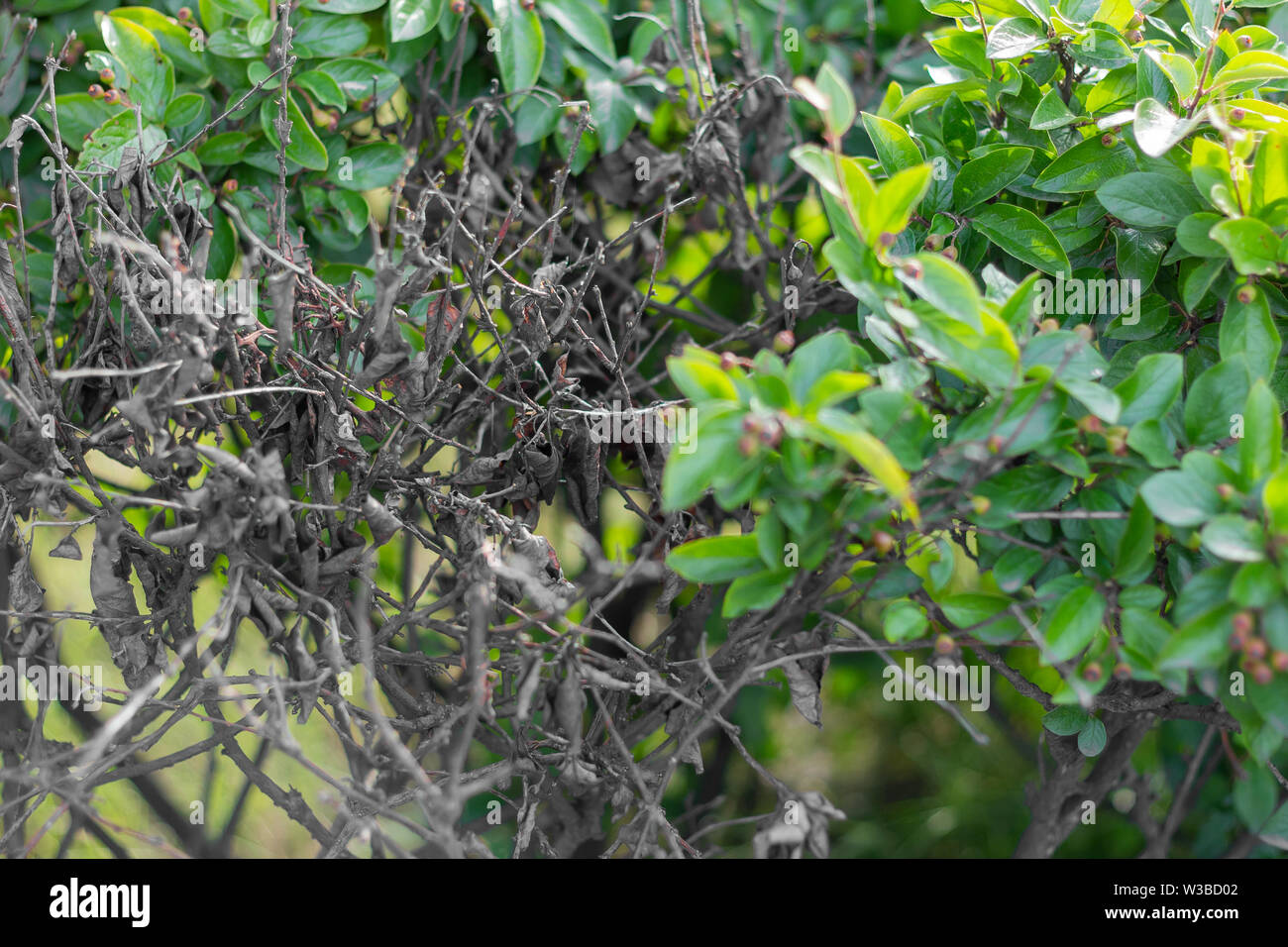 Morti viventi impianto riscaldamento globale la trasformazione Foto Stock