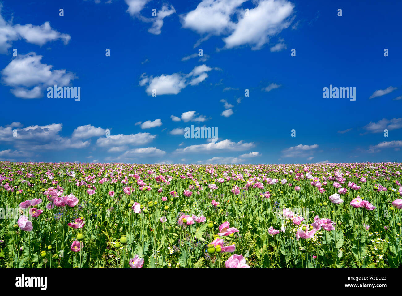 Papavero campo, Germerode, Werra-Meissner distretto, Hesse, Germania Foto Stock