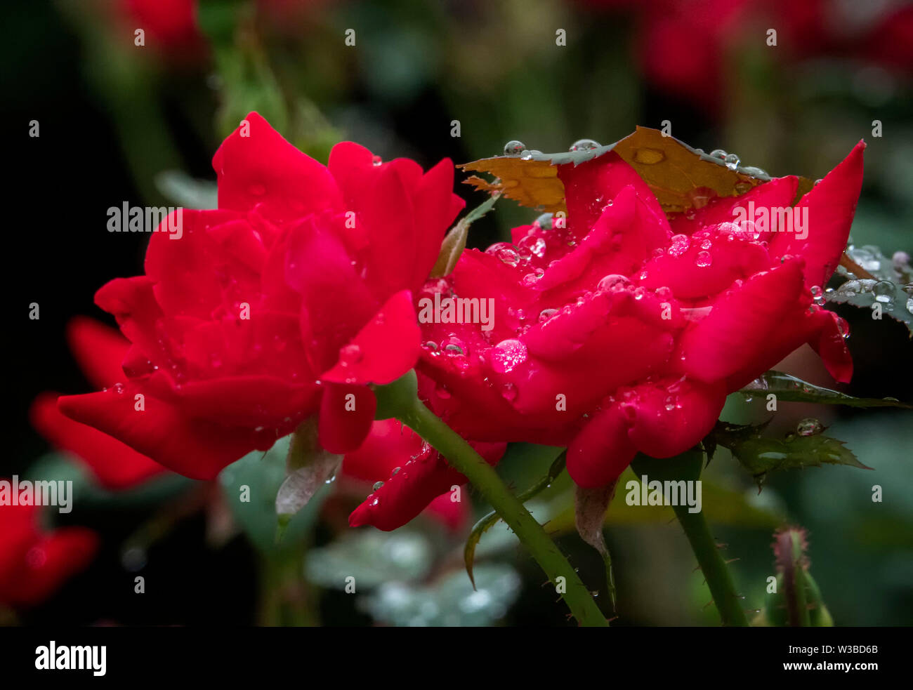 Rosa dopo la pioggia Foto Stock