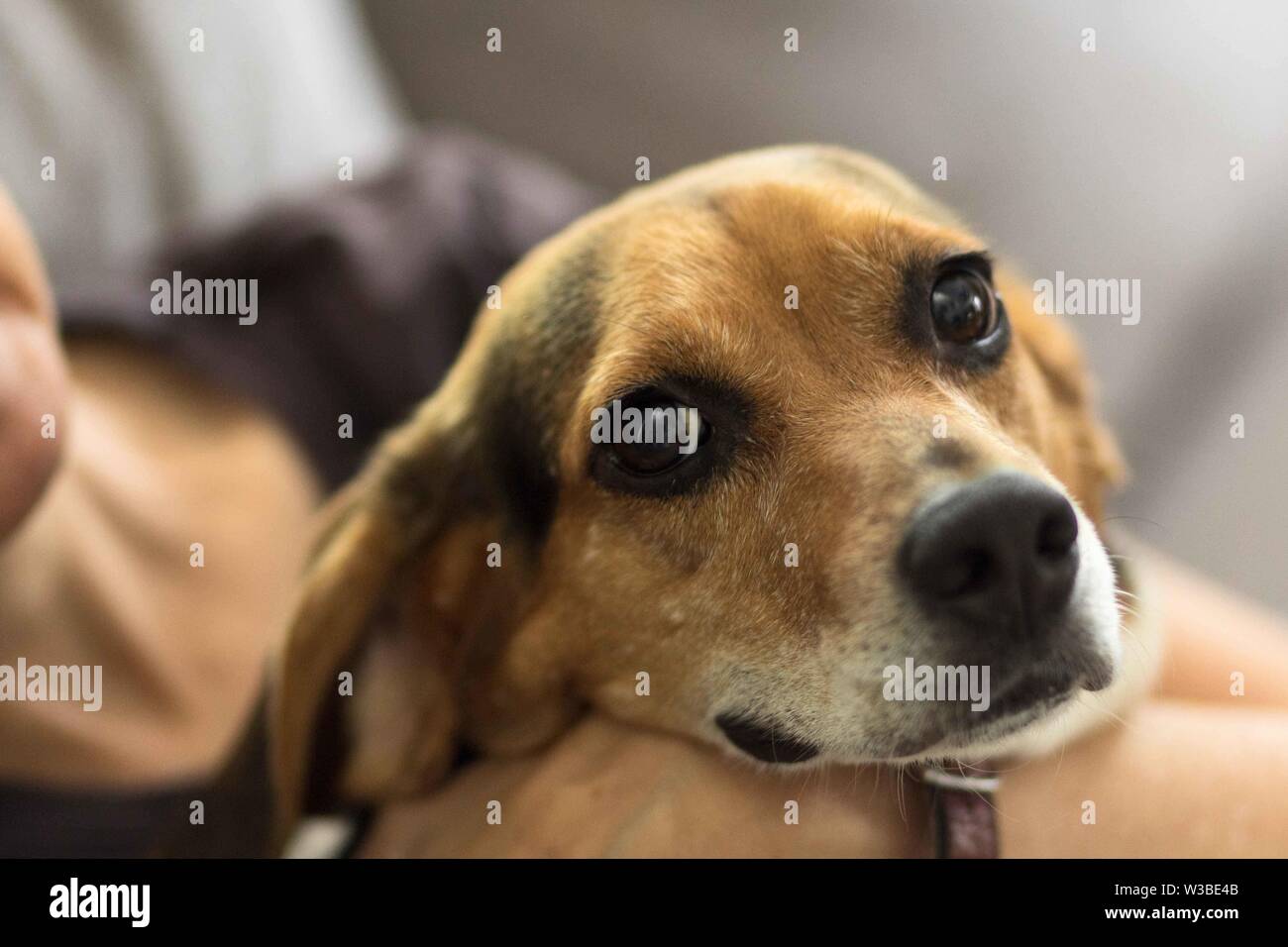 Un beagle inglese a tre colori (Canis lupus familiaris) guarda la fotocamera con occhi grandi. Foto Stock