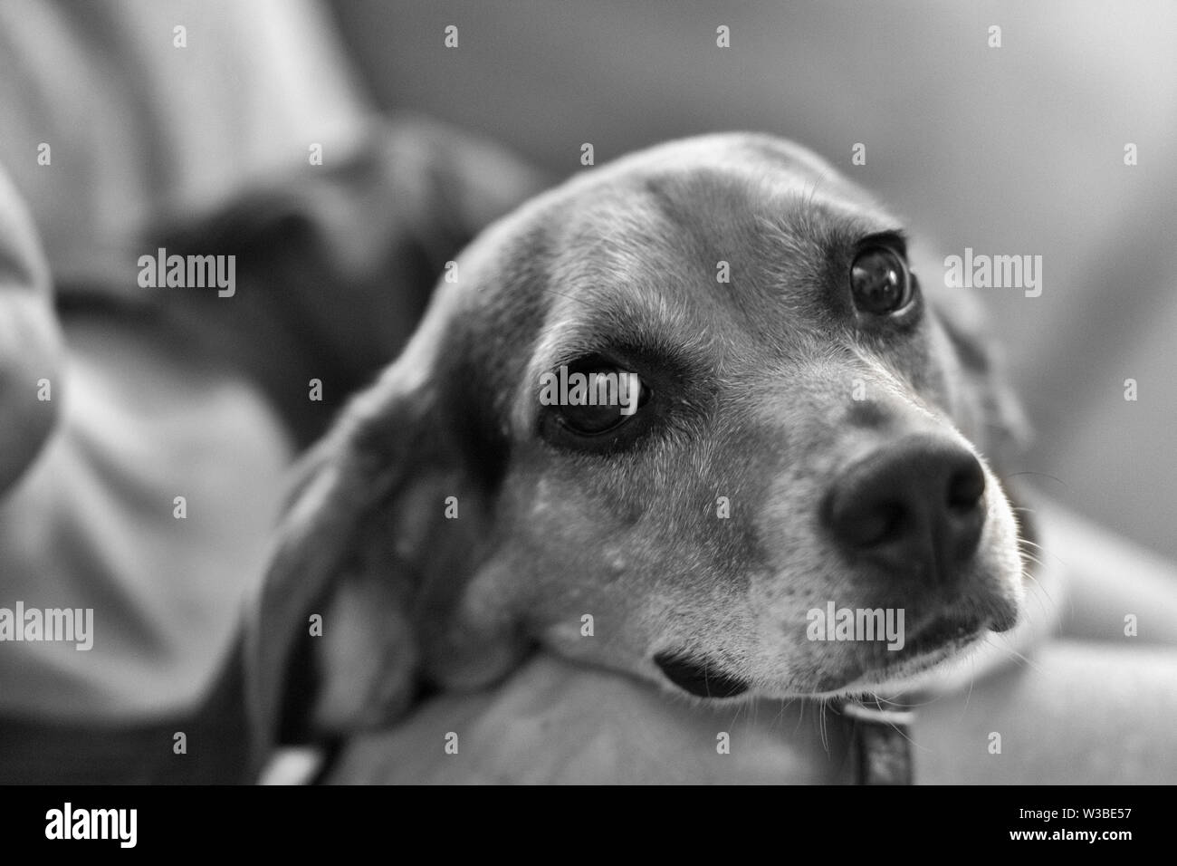 Un beagle inglese a tre colori (Canis lupus familiaris) guarda la fotocamera con occhi grandi. Foto Stock