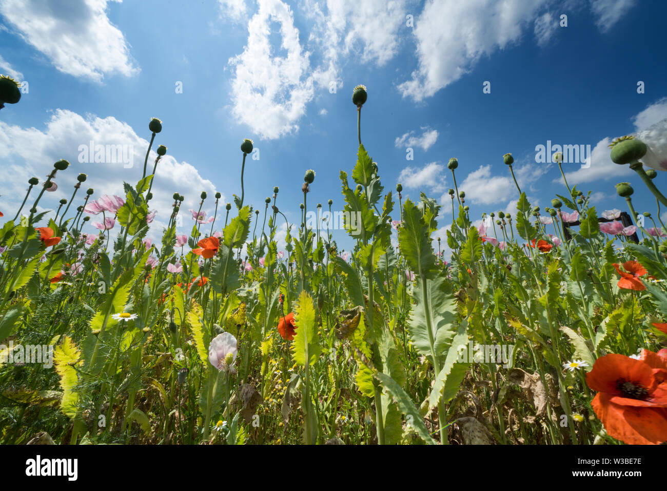 Papavero campo, Germerode, Werra-Meissner distretto, Hesse, Germania Foto Stock Papavero campo, Germerode, Werra-Meissner distretto, Hesse, Germania Foto Stock