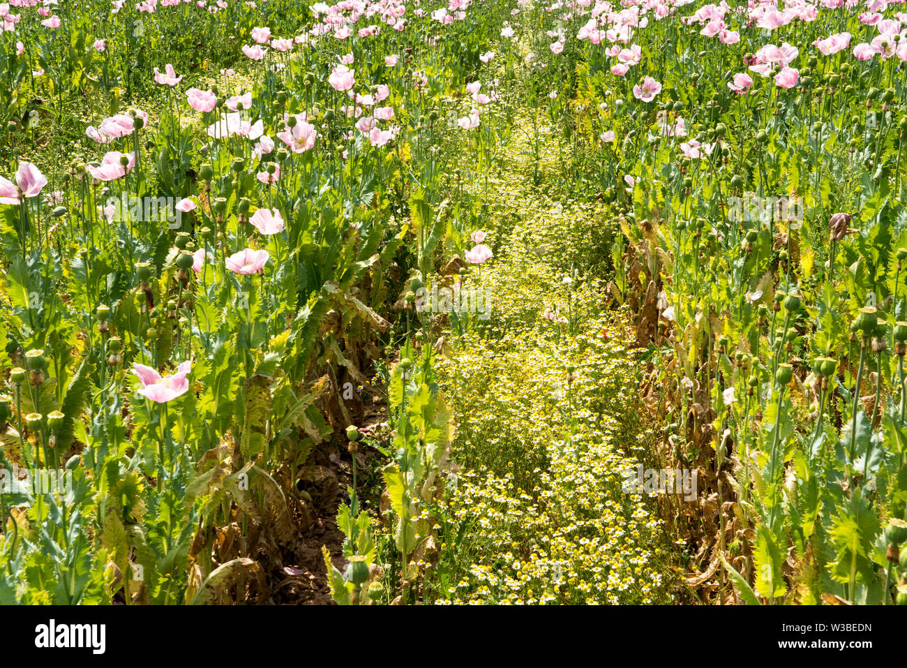 Papavero campo, Germerode, Werra-Meissner distretto, Hesse, Germania Foto Stock Papavero campo, Germerode, Werra-Meissner distretto, Hesse, Germania Foto Stock