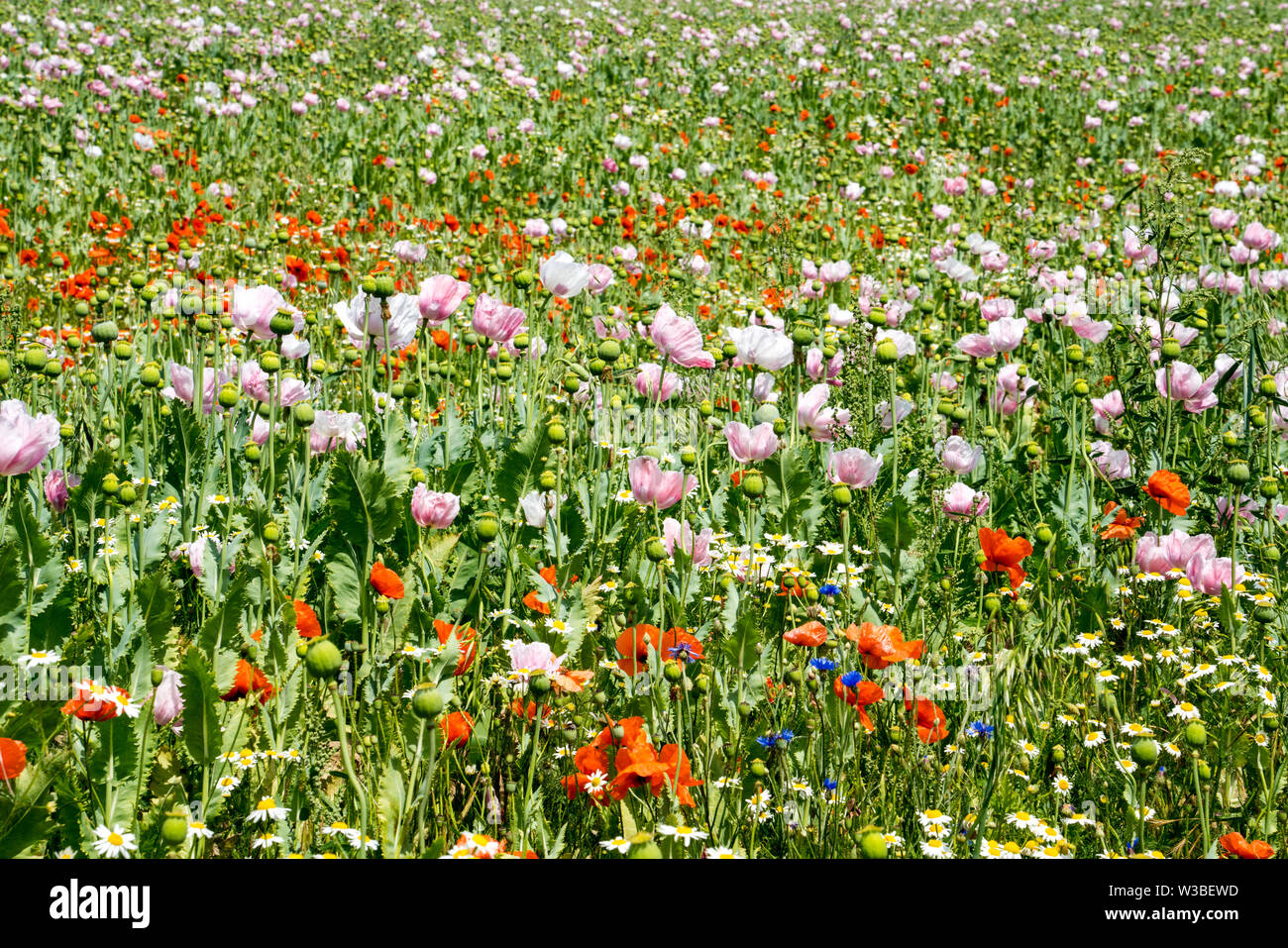 Papavero campo, Germerode, Werra-Meissner distretto, Hesse, Germania Foto Stock Papavero campo, Germerode, Werra-Meissner distretto, Hesse, Germania Foto Stock