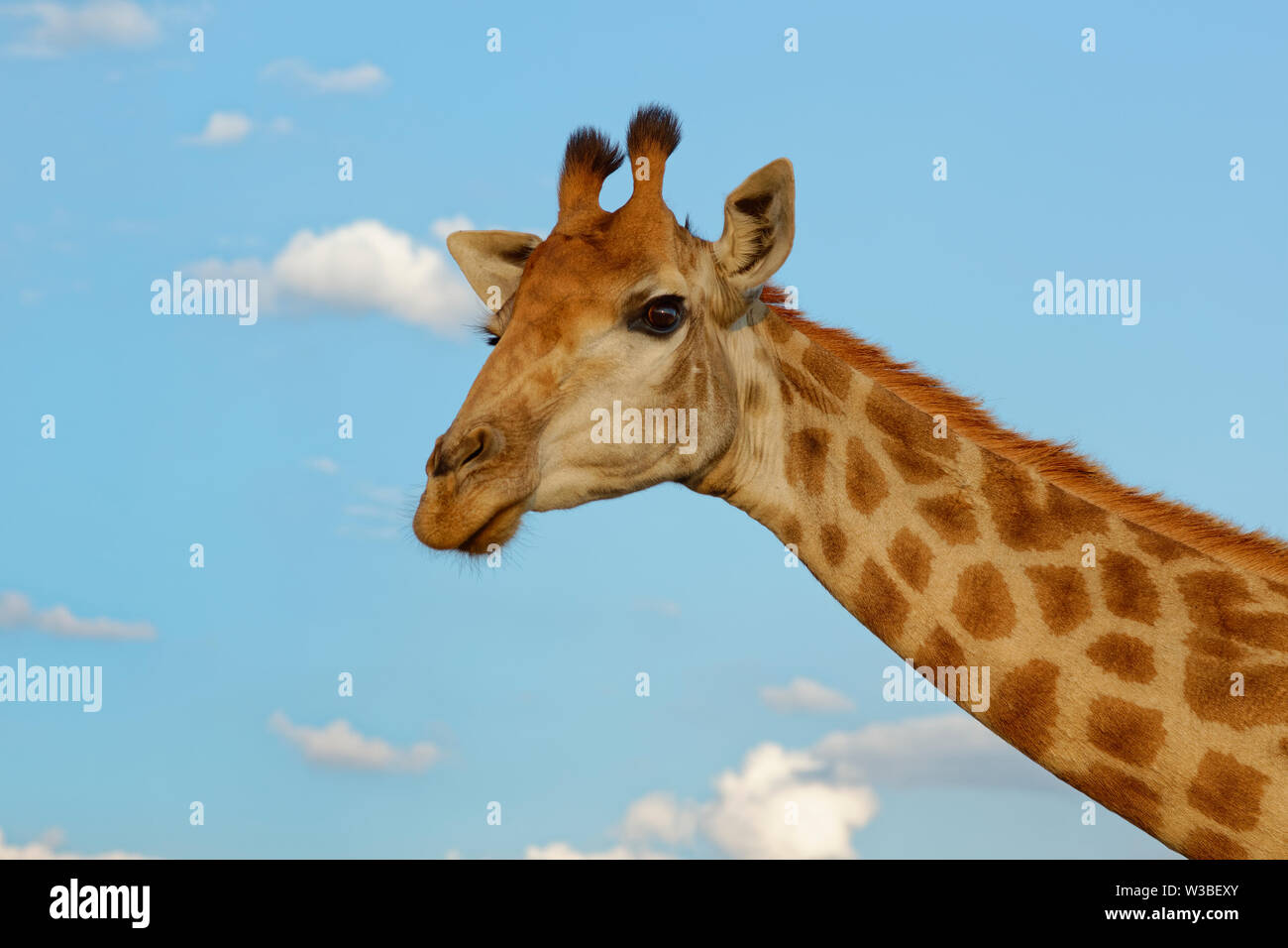 Sud Africa (giraffa Giraffa camelopardalis giraffa), Adulto, animale ritratto, Kruger National Park, Sud Africa e Africa Foto Stock