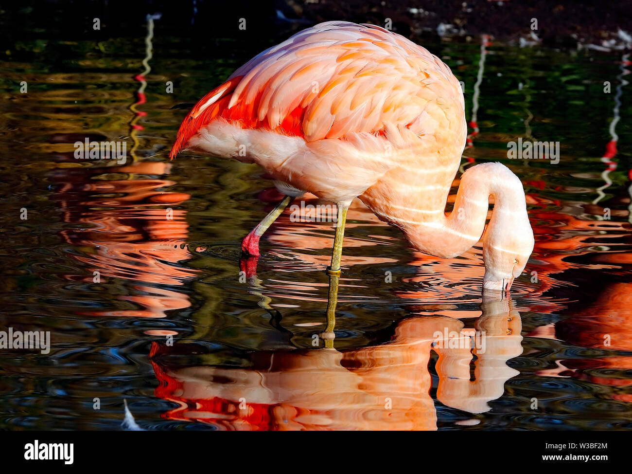 Flamingo al Wildfowl and Wetland Trust Vigilia di Capodanno riflettendo sul passato anno. Foto Stock