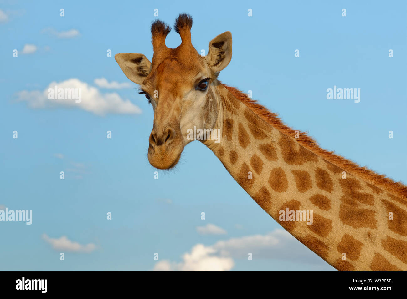 Sud Africa (giraffa Giraffa camelopardalis giraffa), Adulto, animale ritratto, Kruger National Park, Sud Africa e Africa Foto Stock