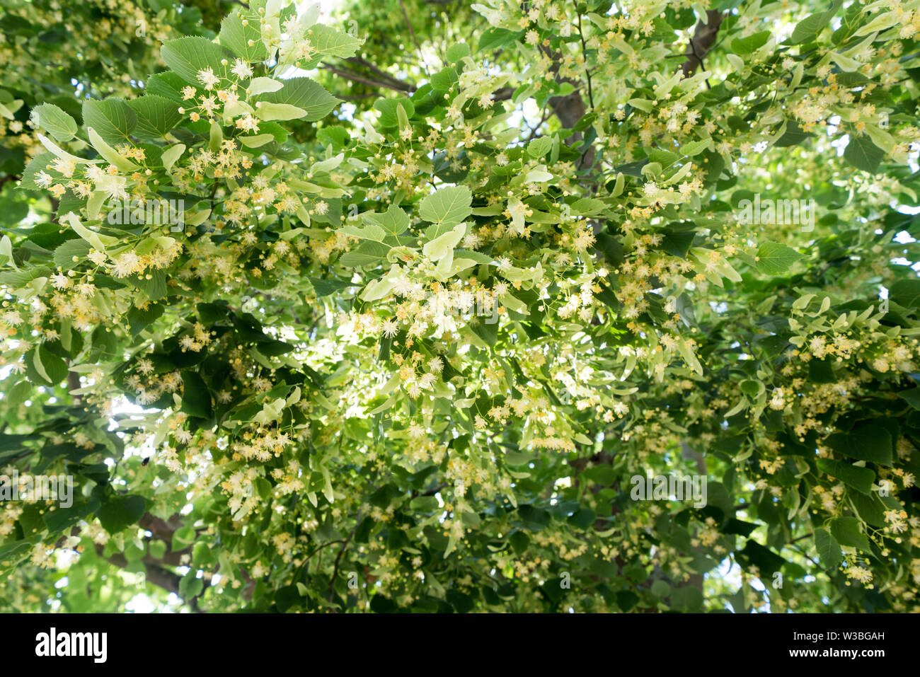 Fioritura lime tree Foto Stock