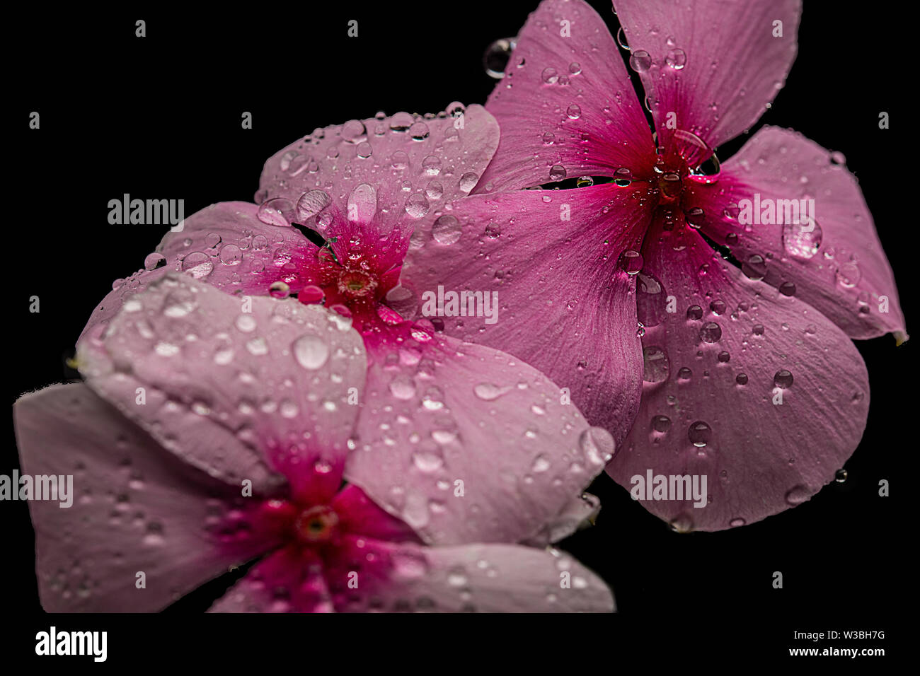 Tre fiori vinca con pioggia o acqua scende su i loro petali isolati contro uno sfondo nero Foto Stock