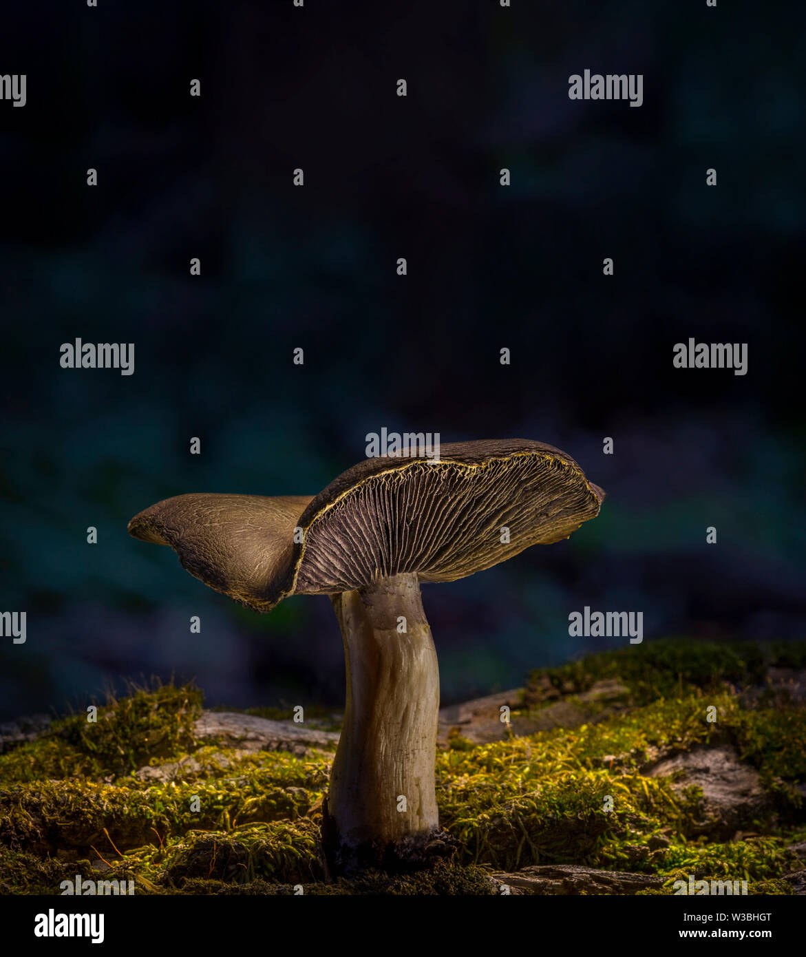 A forma di fungo presente sul registro di Muschio in foresta, in Pennsylvania, STATI UNITI D'AMERICA Foto Stock