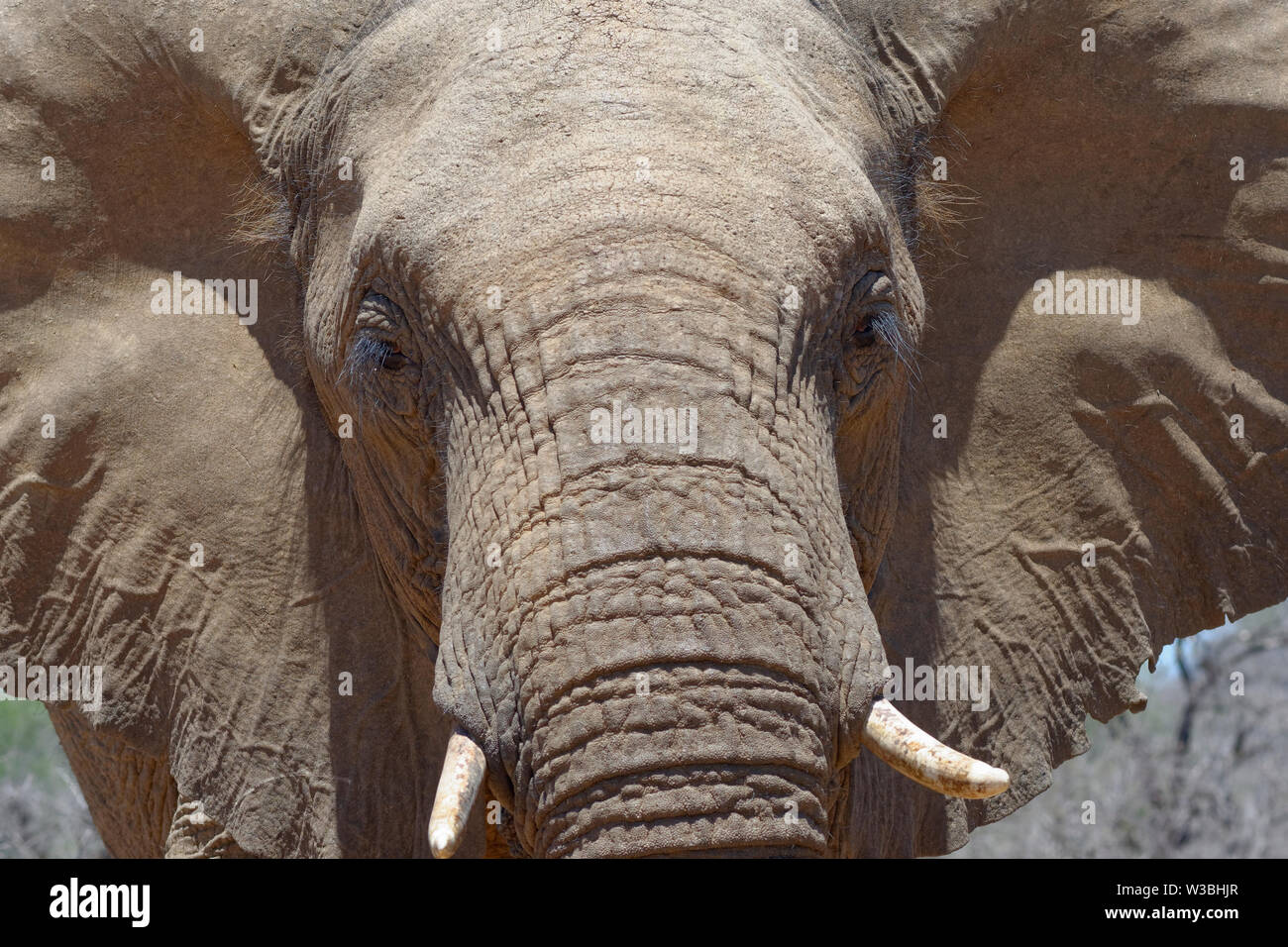 Bush africano Elefante africano (Loxodonta africana), maschio adulto, animale ritratto, close-up, Kruger National Park, Sud Africa e Africa Foto Stock