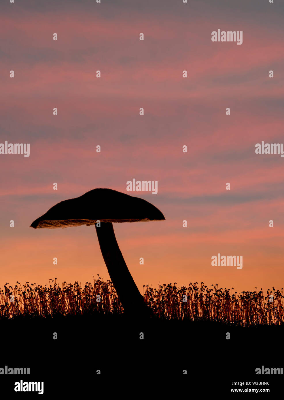 Silhouette a fungo al tramonto, Pennsylvania, STATI UNITI D'AMERICA Foto Stock