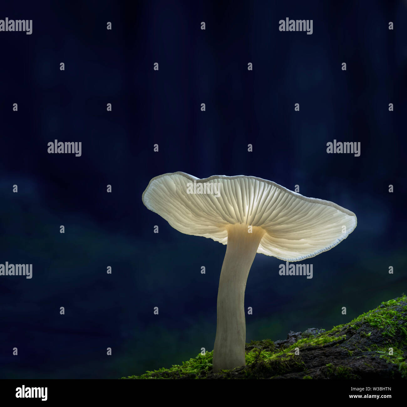 Fungo bianco con luce qualcosa su di esso nella foresta, Pennsylvania, STATI UNITI D'AMERICA Foto Stock