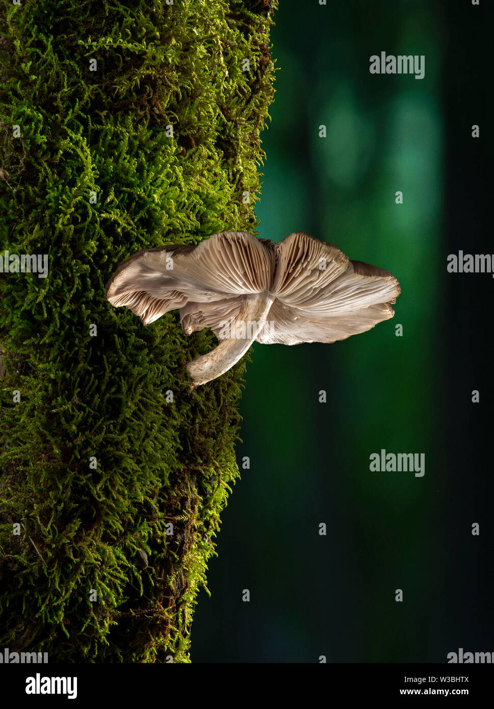 Funghicoltura sulla struttura di Muschio in foresta, Pennsylvania, STATI UNITI D'AMERICA Foto Stock