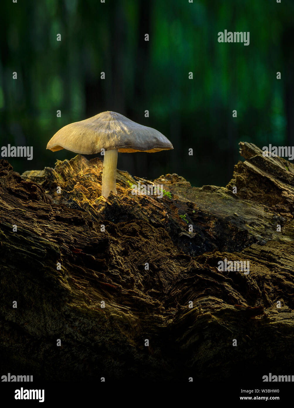 A forma di fungo presente sul registro di marcio nella foresta, Pennsylvania, STATI UNITI D'AMERICA Foto Stock