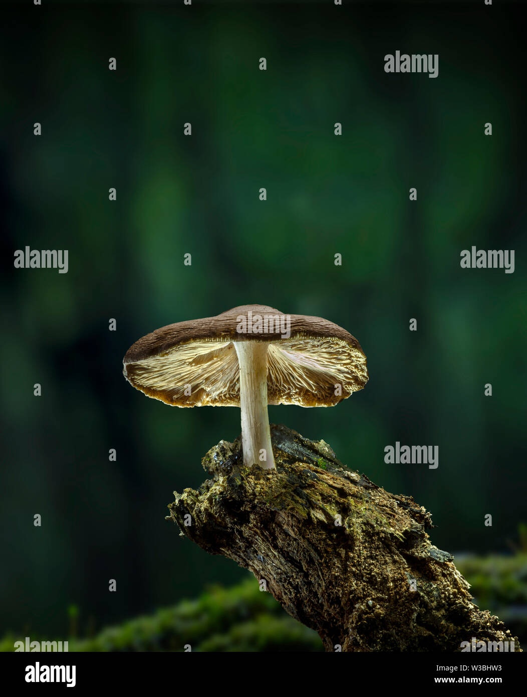 A forma di fungo presente sul ramo di marcio nella foresta, Pennsylvania, STATI UNITI D'AMERICA Foto Stock