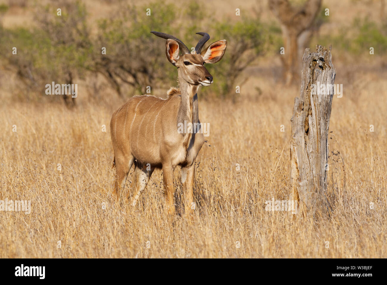 Kudu maggiore (Tragelaphus strepsiceros), maschio adulto in piedi nella prateria a secco, attento, il Parco Nazionale Kruger, Sud Africa e Africa Foto Stock