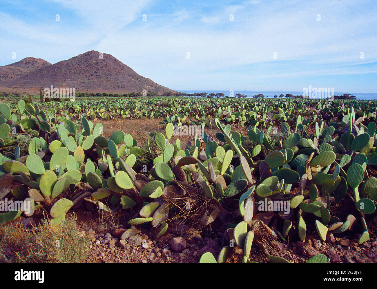 Fichidindia a Los Genoveses beach, Cabo de Gata-Nijar Riserva Naturale, provincia di Almeria, Andalusia. Foto Stock