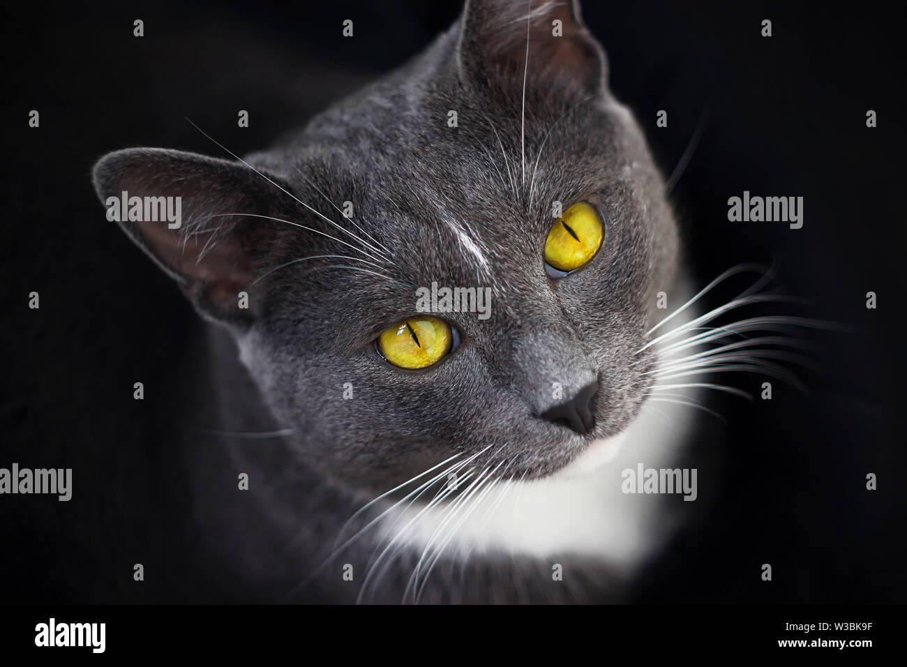 Un bellissimo gatto grigio brillante con gli occhi gialli, un naso nero e  una macchia bianca sulla sua fronte si siede nelle tenebre e guarda in alto  Foto stock - Alamy