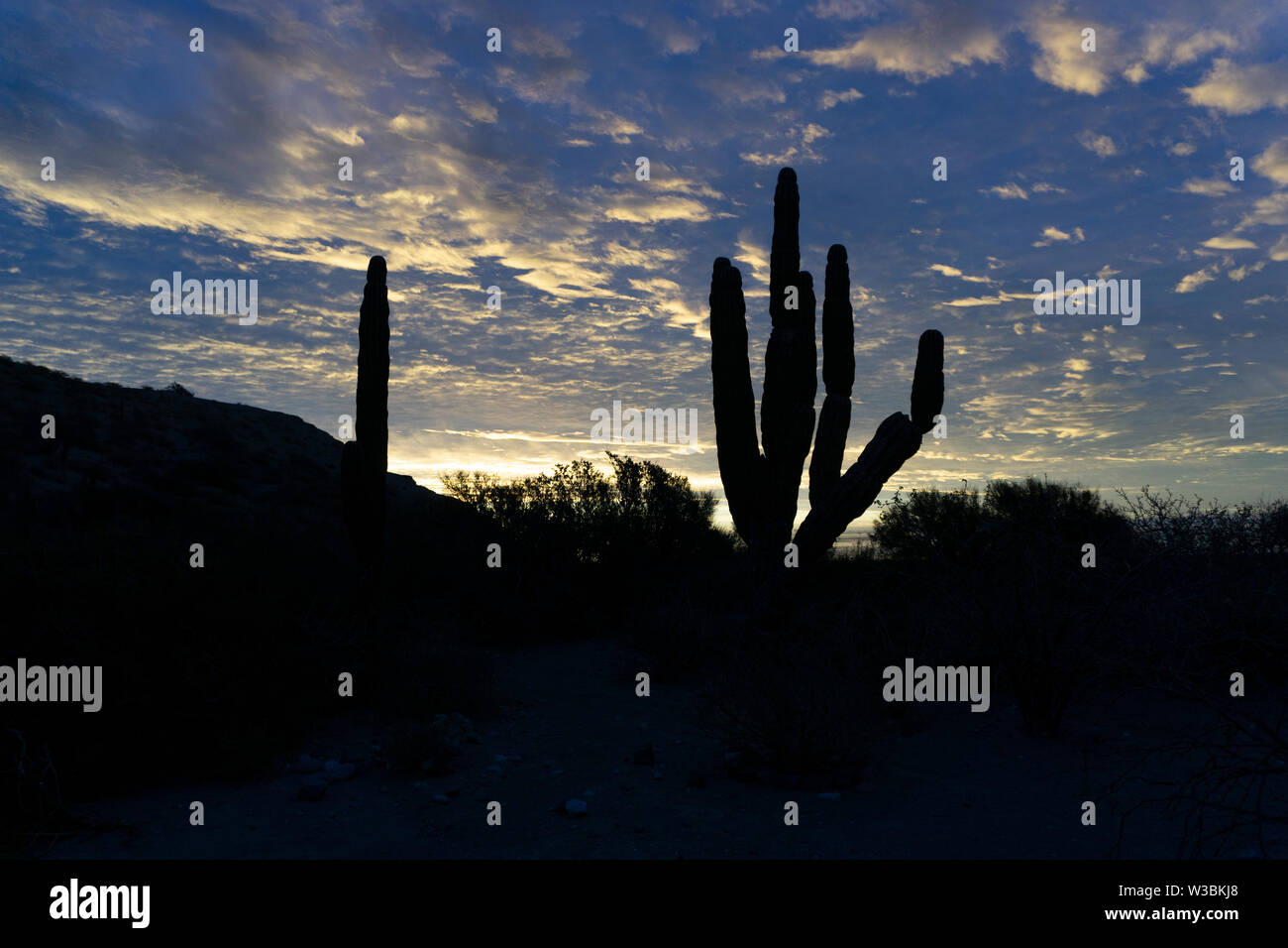 SILHOUETTE DI UN ENORME cactus messicani al tramonto Foto Stock