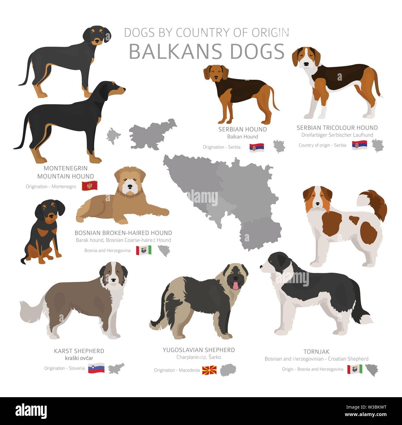 Cani dal paese di origine. Balcani cane razze. Pastori, caccia, pastorizia, giocattolo, lavoro e cani di servizio impostato. Illustrazione Vettoriale Illustrazione Vettoriale
